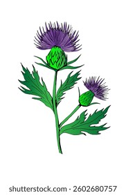 Vector hand-drawn colorful milk thistle. Herbal medical plant