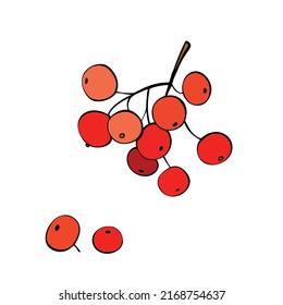 Vector de contorno dibujado a mano de bayas rojas, viburnum. Elementos decorativos, pinturas prediseñadas en forma de doodle plano, aislados