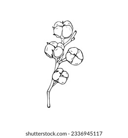 Vector hand-drawn cotton branch. Botanical vector illustration isolated on white background. 