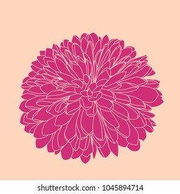 Vector handdrawn dark blue chrysanthemum.