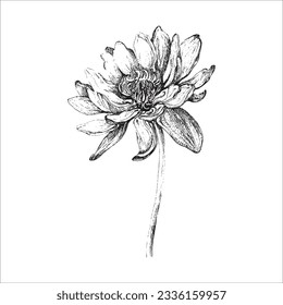 Vector handdrawn flower, Flower drawing