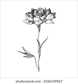 Vector handdrawn flower, Flower drawing