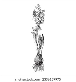 Vector handdrawn flower, Flower drawing