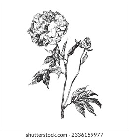 Vector handdrawn flower, Flower drawing