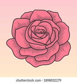 Flor dibujada a mano por vectores. Rosa en estilo gráfico. Ilustración vectorial en los hermosos colores