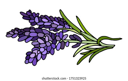Vector hand-drawn flowers 
lavender. Spring bouquet in cartoon style. Floral card design.