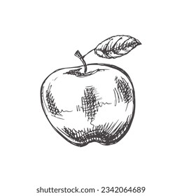 Vector hand-drawn fruit Illustration. Detailed retro style apple sketch. Vintage sketch element. 