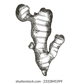 Vector hand-drawn ginger illustration. Sketch of ginger root. The style of engraving. Monochrome drawing