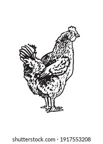 Vector hand-drawn hen standing isolated on white background,farm bird