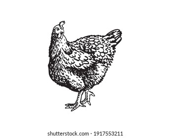 Vector hand-drawn hen standing isolated on white background,farm bird