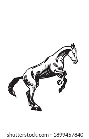 Vector hand-drawn horse jumping isolated on white background,graphical illustration.