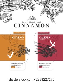 Vector hand-drawn Illustration about the real difference between Ceylon cinnamon and cassia. Not every cinnamon is equal. The Ceylon difference. The two main varieties cinnamon. Types of cinnamon.