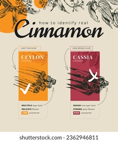 Vektorhandgezeichnete Illustration über den wahren Unterschied zwischen Ceylon Zimt und Cassia. Nicht jeder Zimt ist gleich. Der Ceylon-Unterschied. Die beiden Hauptsorten Zimt. Zimttypen.