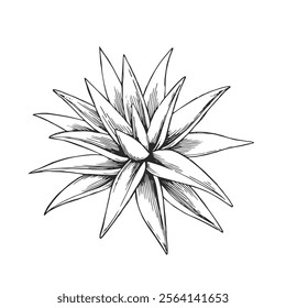 Vector dibujado a mano ilustración de agave. Bosquejo en blanco y negro de suculentas silvestres. Flora del desierto.