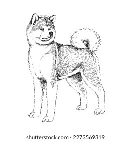 Vector hand-drawn illustration of  Akita Inu in engraving style. Sketch with cute pet isolated on white. Dog breed.