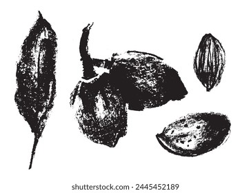 Vector hand-drawn illustration almonds. Black charcoal drawing of almond nut for marzipan paste label design or almond butter packaging. Botanical sketch for ketogenic diet banner.