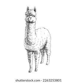 Vektorhandgezeichnete Illustration von Alpaca einzeln auf Weiß. Skizze des Lamas im Gravierstil.