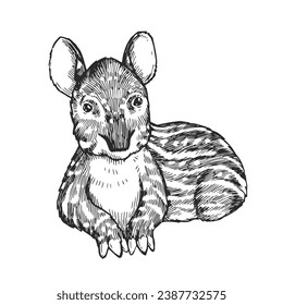 Vector hand-drawn illustration of a baby tapir in the style of engraving. A sketch of a wild Brazilian animal isolated on a white background. Fauna of South America.