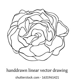 Vector handdrawn illustration of blooming black outline rose isolated on the white background. 
