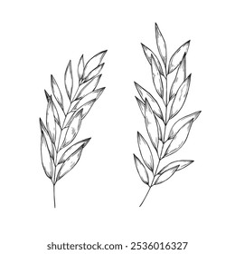 Vector hand-drawn illustration of branches isolated on white. Black and white sketch of floral elements.
