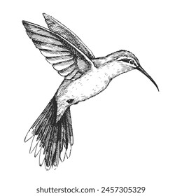 Vector hand-drawn illustration of Broad-Tipped Hermit in engraving style. Black and white sketch of bird of South America isolated on white. Endemic to Brazil.