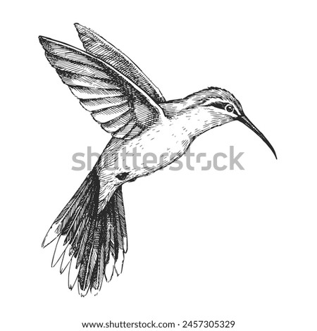 Vector hand-drawn illustration of Broad-Tipped Hermit in engraving style. Black and white sketch of bird of South America isolated on white. Endemic to Brazil.