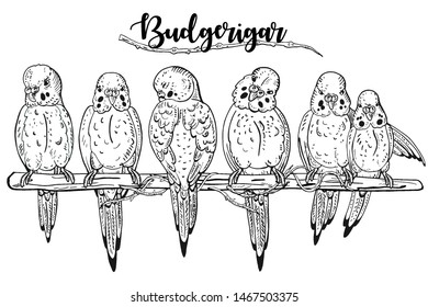 Vector hand-drawn illustration of a budgie. Parrots on a white background. Birds on a branch.