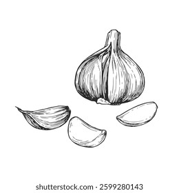 Vector hand-drawn illustration of bulb and cloves of garlic. Black and white sketch of spice. Cooking vegetable ingredient.
