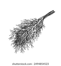 Vector hand-drawn illustration of a bunch of a dill isolated on white. Sketch of herb for cooking in engraving style.