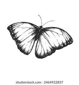 Vector hand-drawn illustration of butterfly Morpho in engraving style. Sketch of South American fauna.