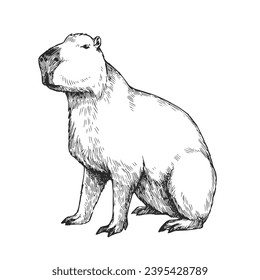 Vector hand-drawn illustration of a capybara in the style of engraving. A sketch of a wild Brazilian animal isolated on a white background. Fauna of South America.