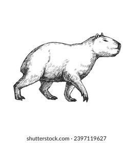 Vector hand-drawn illustration of a capybara in the style of engraving. A sketch of a wild Brazilian animal isolated on a white background. Fauna of South America.
