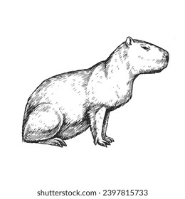 Vector hand-drawn illustration of a capybara in the style of engraving. A sketch of a wild Brazilian animal isolated on a white background. Fauna of South America.
