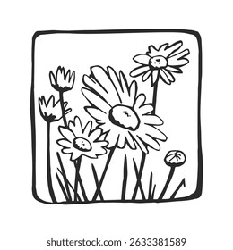 Vector hand-drawn illustration of chamomile flowers. Botanical sketch with daises.
