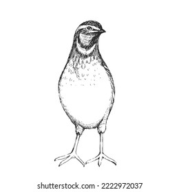 Vector hand-drawn illustration of an common quail isolated on a white background. A sketch of a wild bird in the style of an engraving.