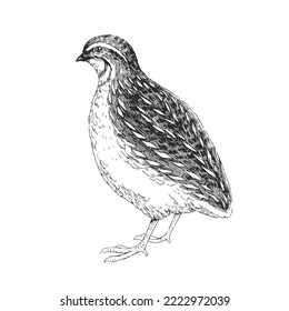 Vector hand-drawn illustration of an common quail isolated on a white background. A sketch of a wild bird in the style of an engraving.