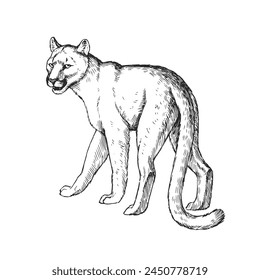 Vector hand-drawn illustration of cougar in engraving style. Sketch of wild American animal isolated on white.