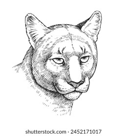 Vector hand-drawn illustration of cougar head in engraving style. Black and white sketch of wild American animal.