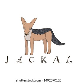 Vector handdrawn illustration with cute jackal and a word "jackal".