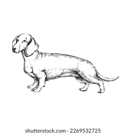 Vector hand-drawn illustration of Dachshund in engraving style. Sketch with cute pet isolated on white. Dog breed.