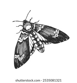 Vector hand-drawn illustration of Death's-head hawkmoth isolated on white. Black and white sketch of magic symbol.