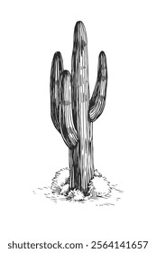 Vector hand-drawn illustration of desert cactus. Saguaro. Black and white sketch symbol of Wild West. American flora. 