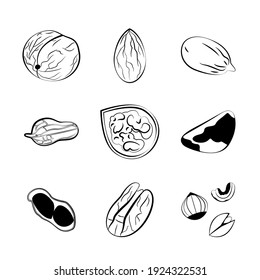 Vector hand-drawn illustration with different nuts Icons set of halved and whole nuts isolated on white background