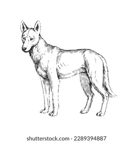 Vector hand-drawn illustration of a dingo in the style of an engraving. A sketch of a wild dog isolated on a white background. Australian endemic.