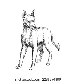 Vector hand-drawn illustration of a dingo in the style of an engraving. A sketch of a wild dog isolated on a white background. Australian endemic.