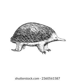 Vector hand-drawn illustration of echidna isolated on white. Sketch of Australian animal in engraving style.