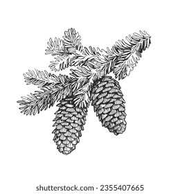 Vector hand-drawn illustration of fir branch with cones isolated on white. Sketch of botanical element in engraving style. 