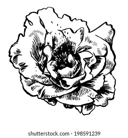 Vector hand-drawn illustration with flower