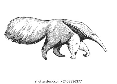 Ilustración vectorial de hormigón gigante con estilo de grabado. Esbozo blanco y negro de un animal de Sudamérica.