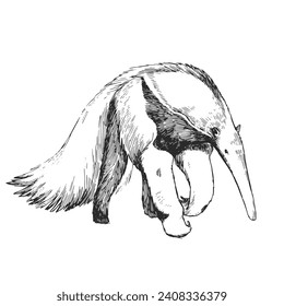 Vector hand-drawn illustration of giant anteater in engraving style. Black and white sketch of animal of South America.